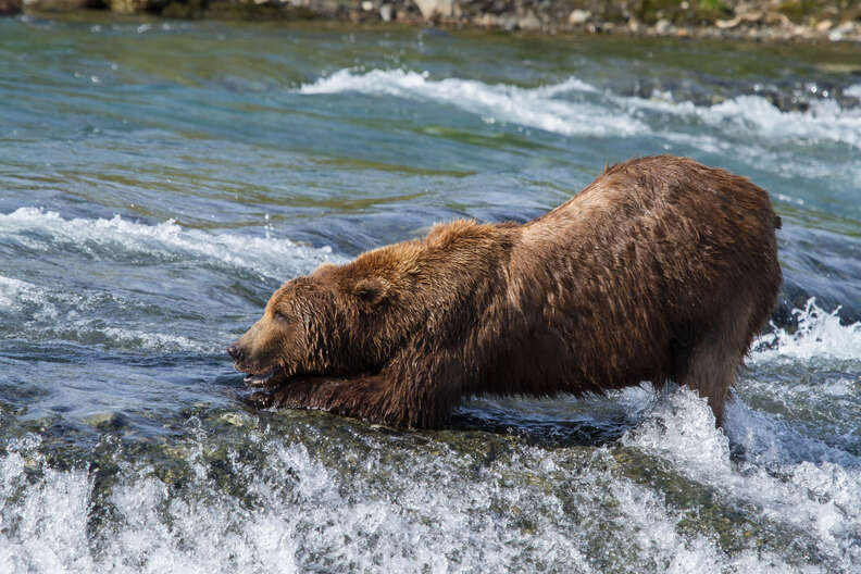 Wild grizzly bear in Alaska