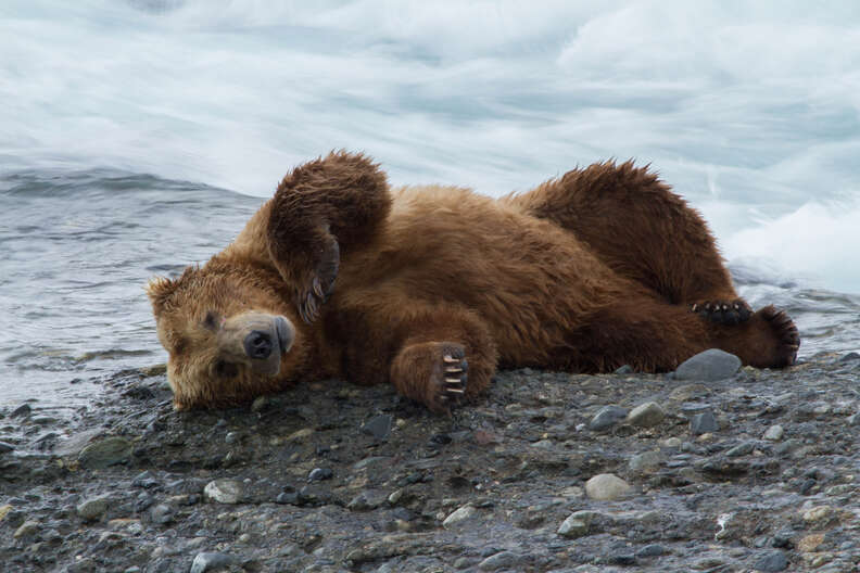 Bear in Bristol Bay, Alaska