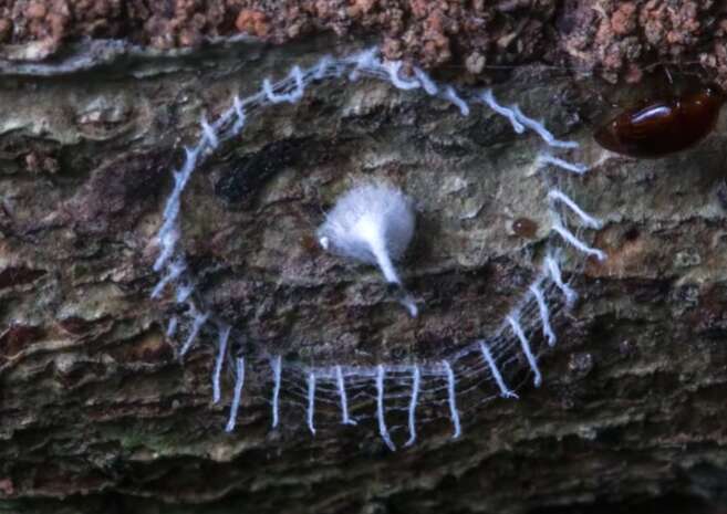 Structure built by the mysterious silkhenge spider in South America