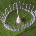 Silkhenge spider structure