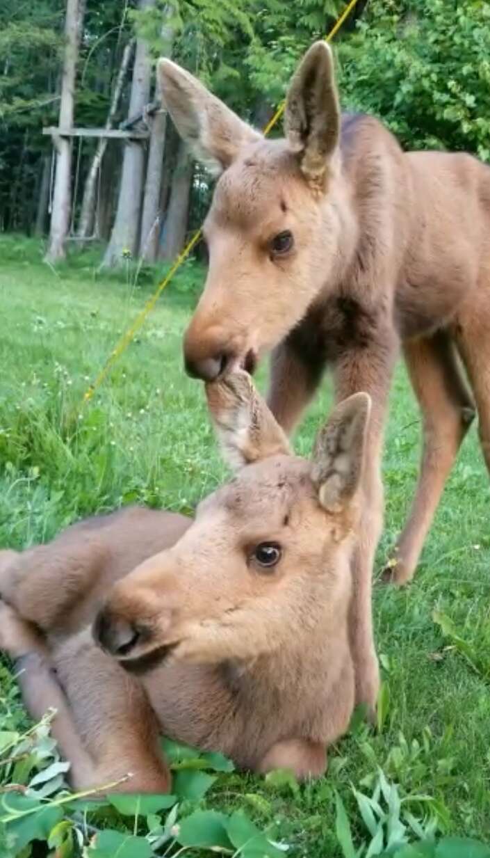 Baby moose siblings rescued in British Columbia