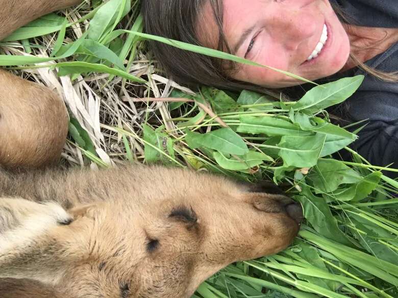 Baby moose snuggling with rescuer