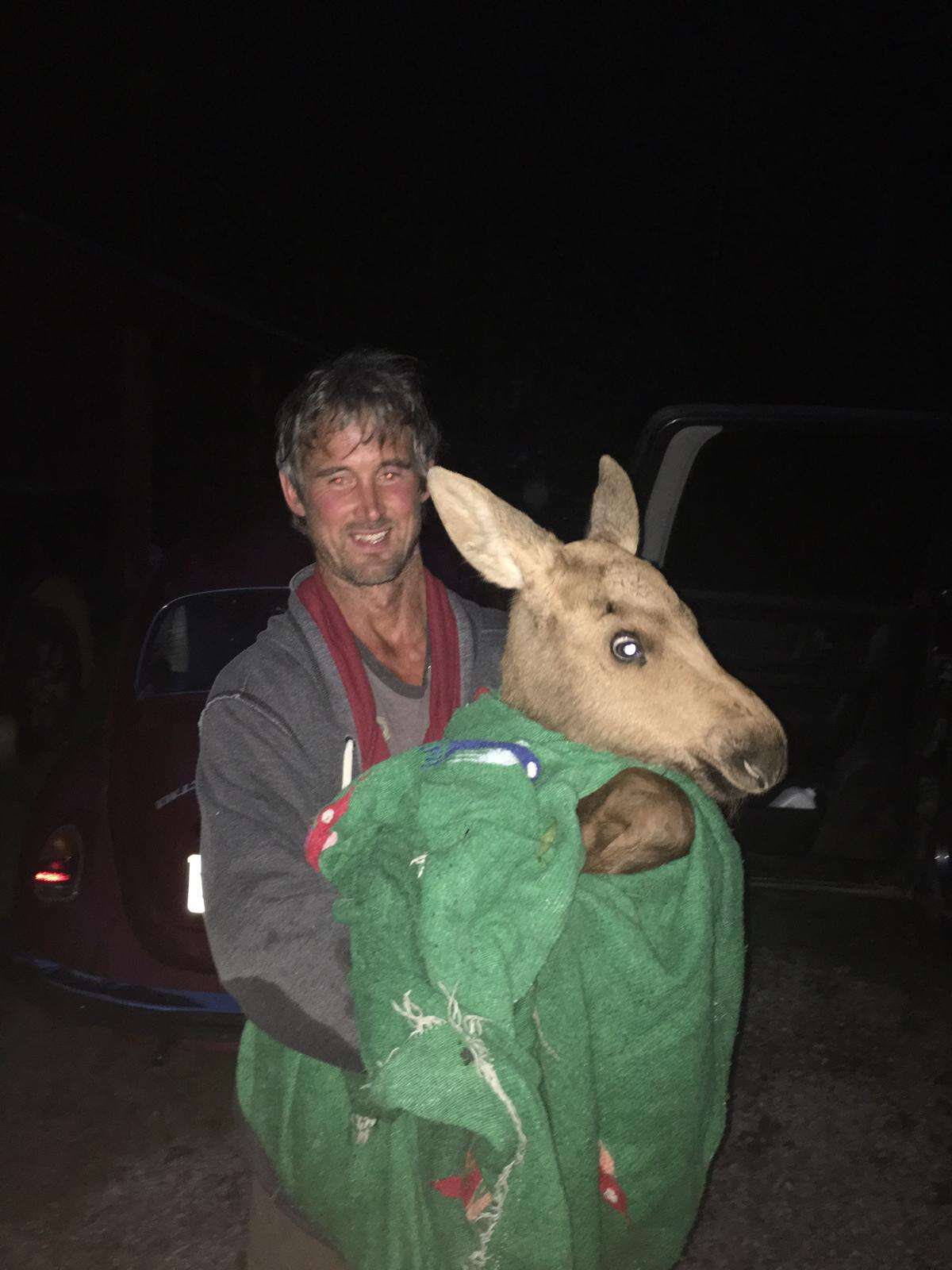 Man carrying baby moose