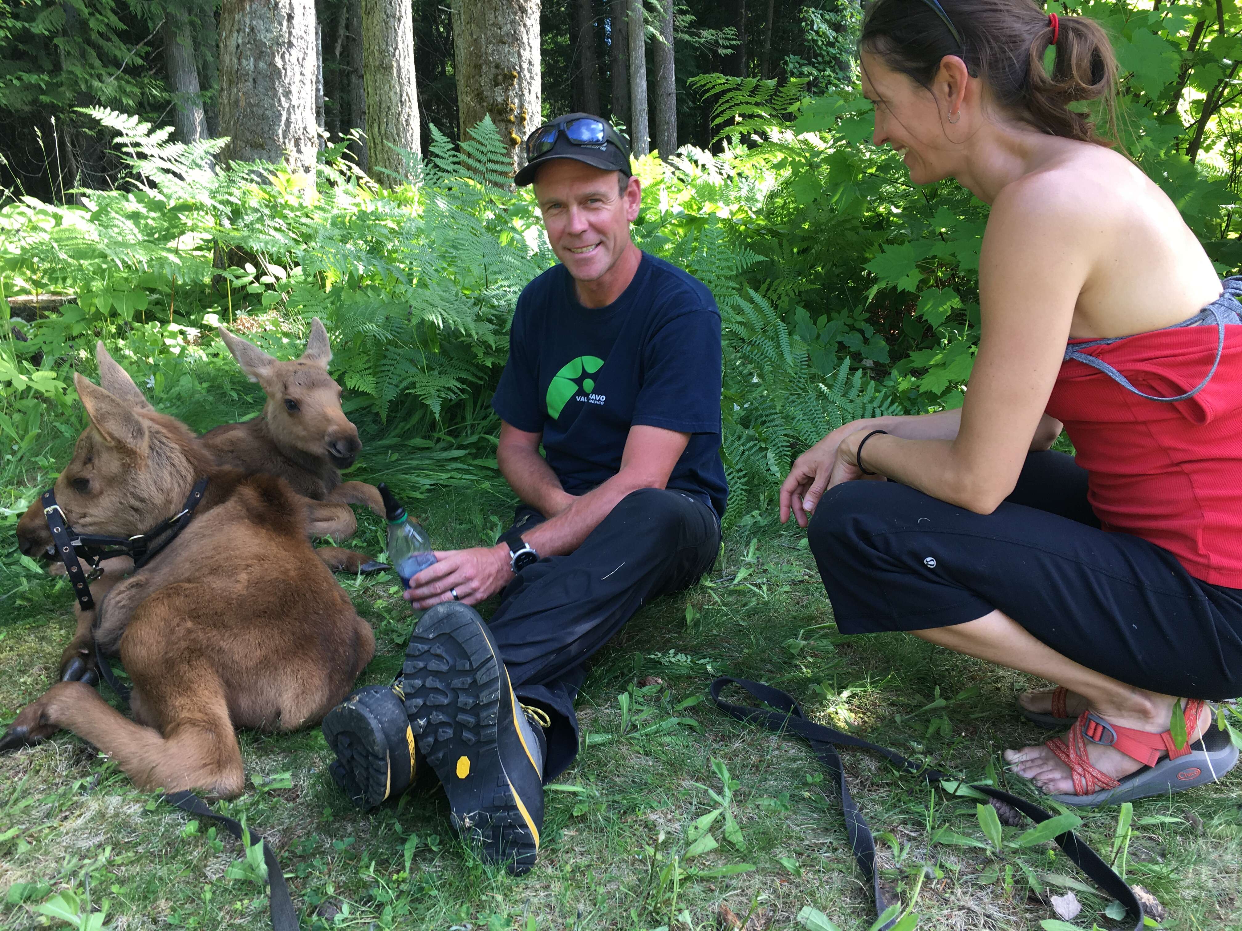 Baby moose orphans with family who rescued them