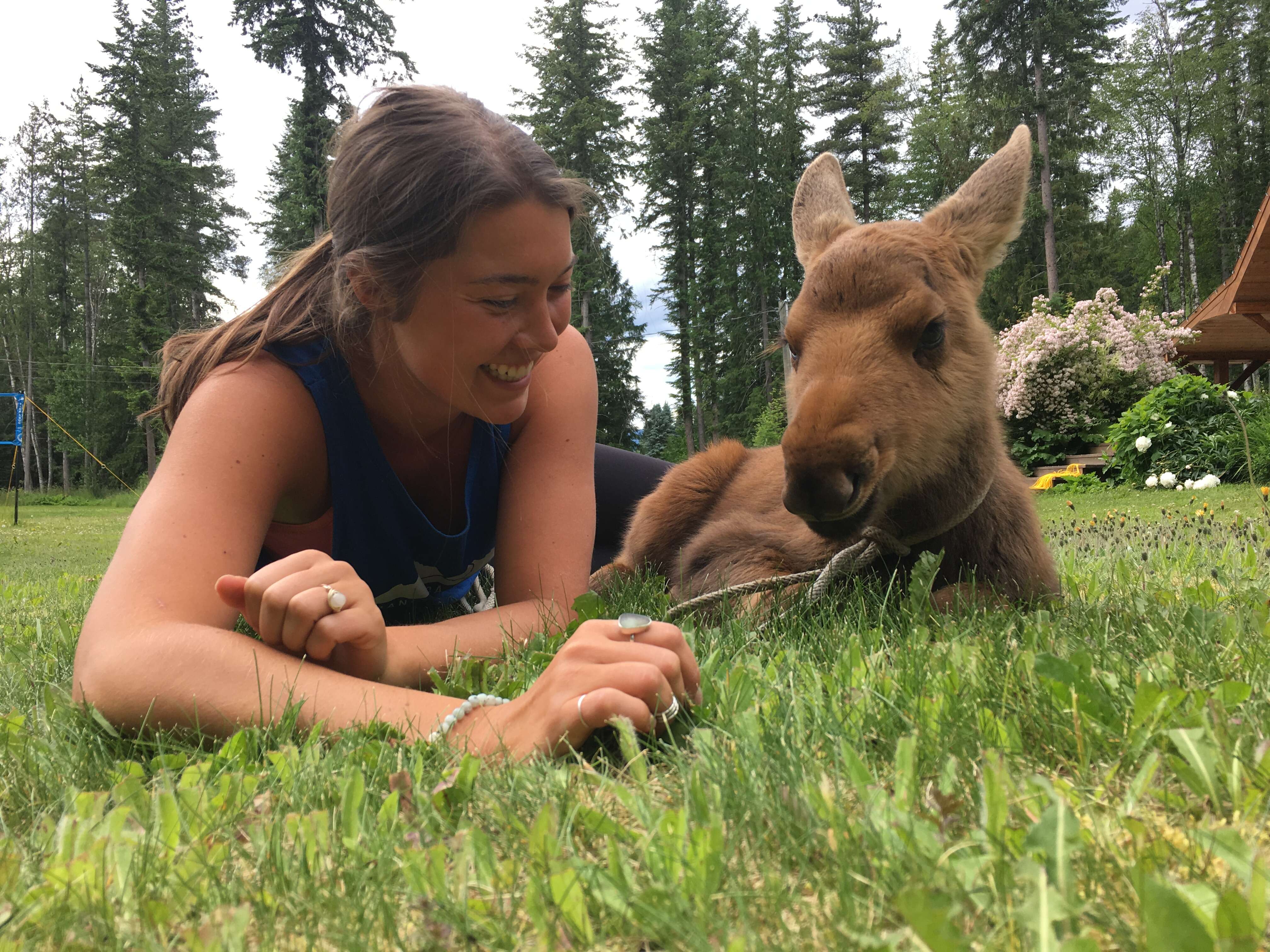 Moose with girl who helped save him
