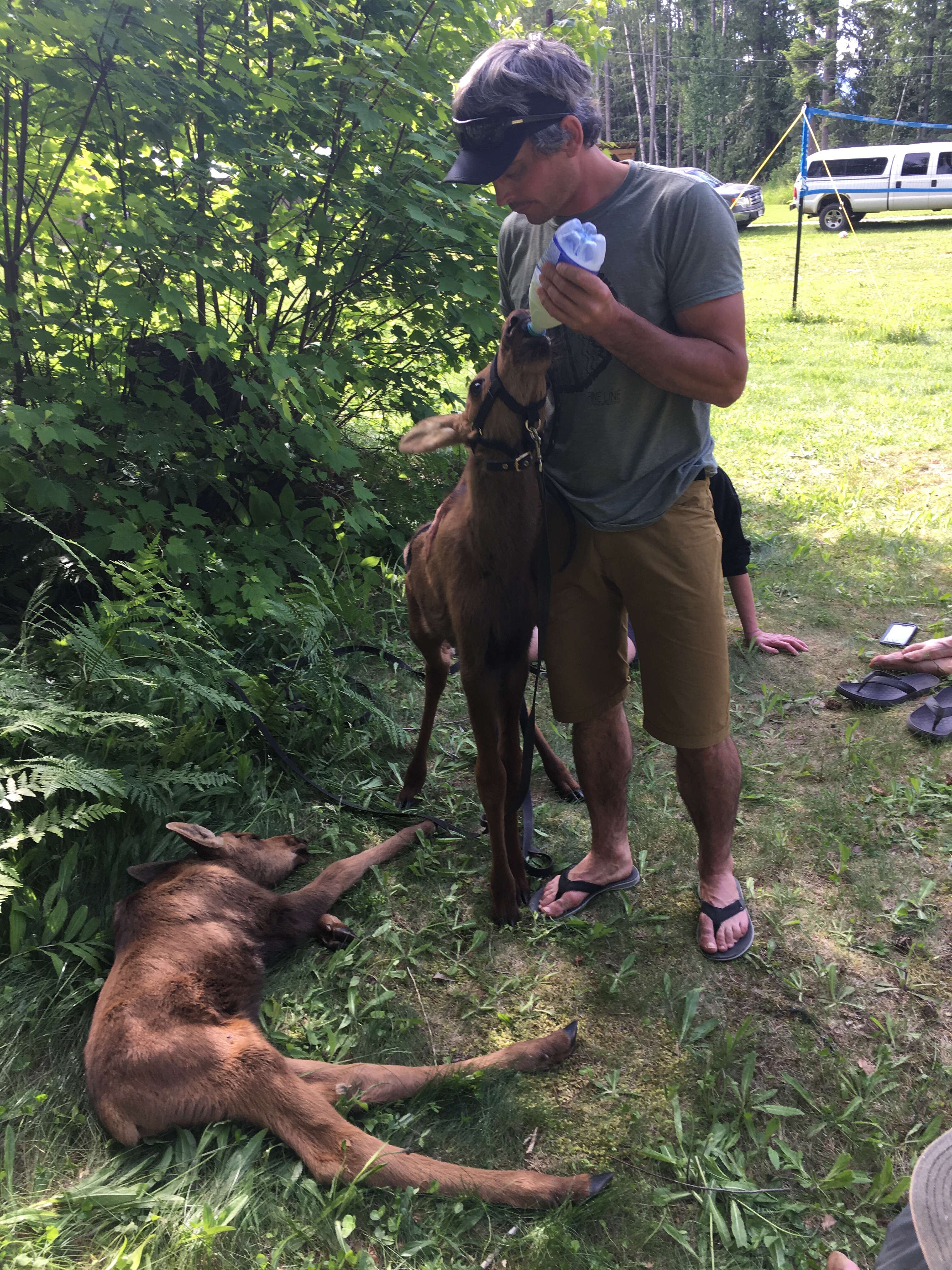 Moose orphan getting bottlefed