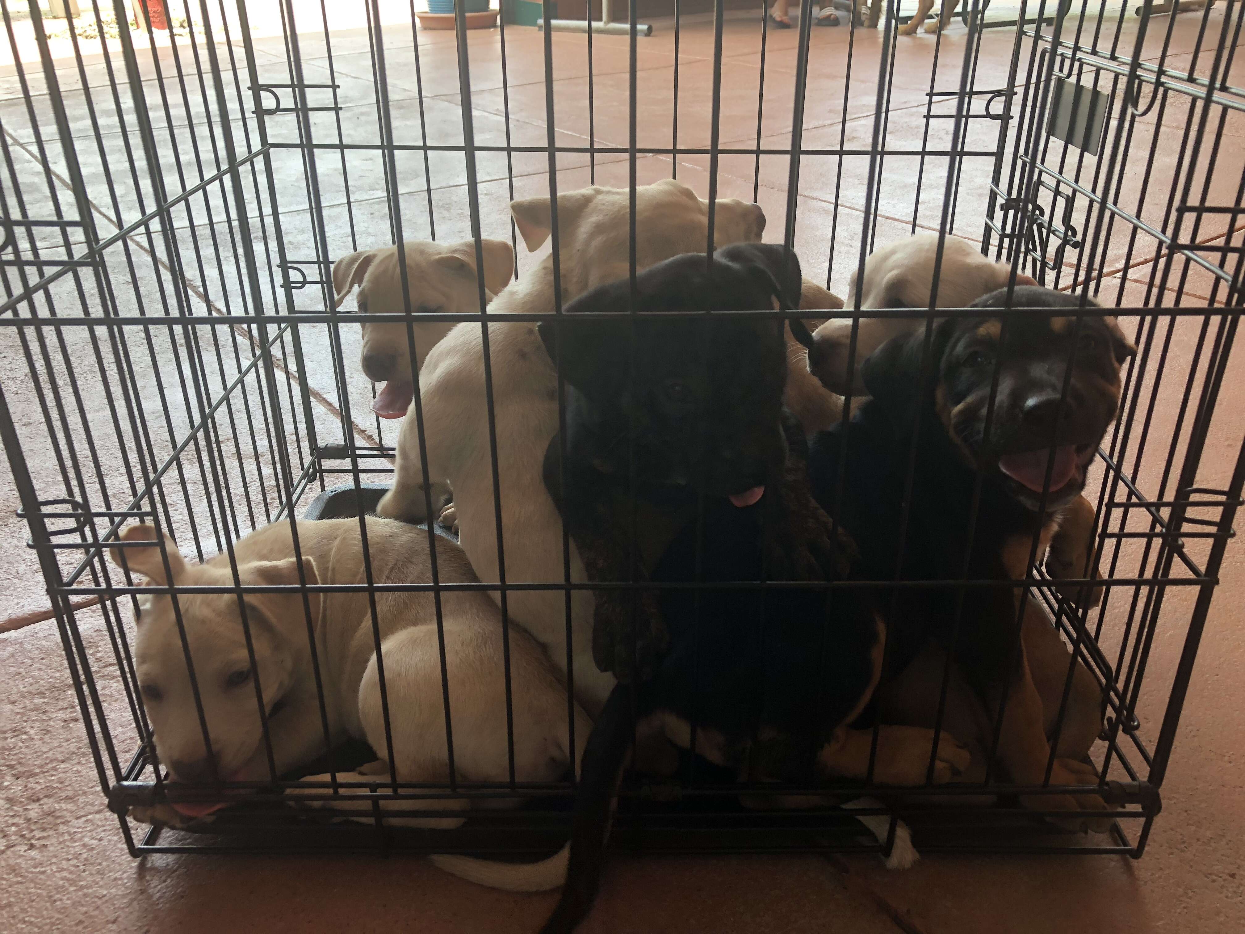 A crate of puppies left at a Texas animal shelter