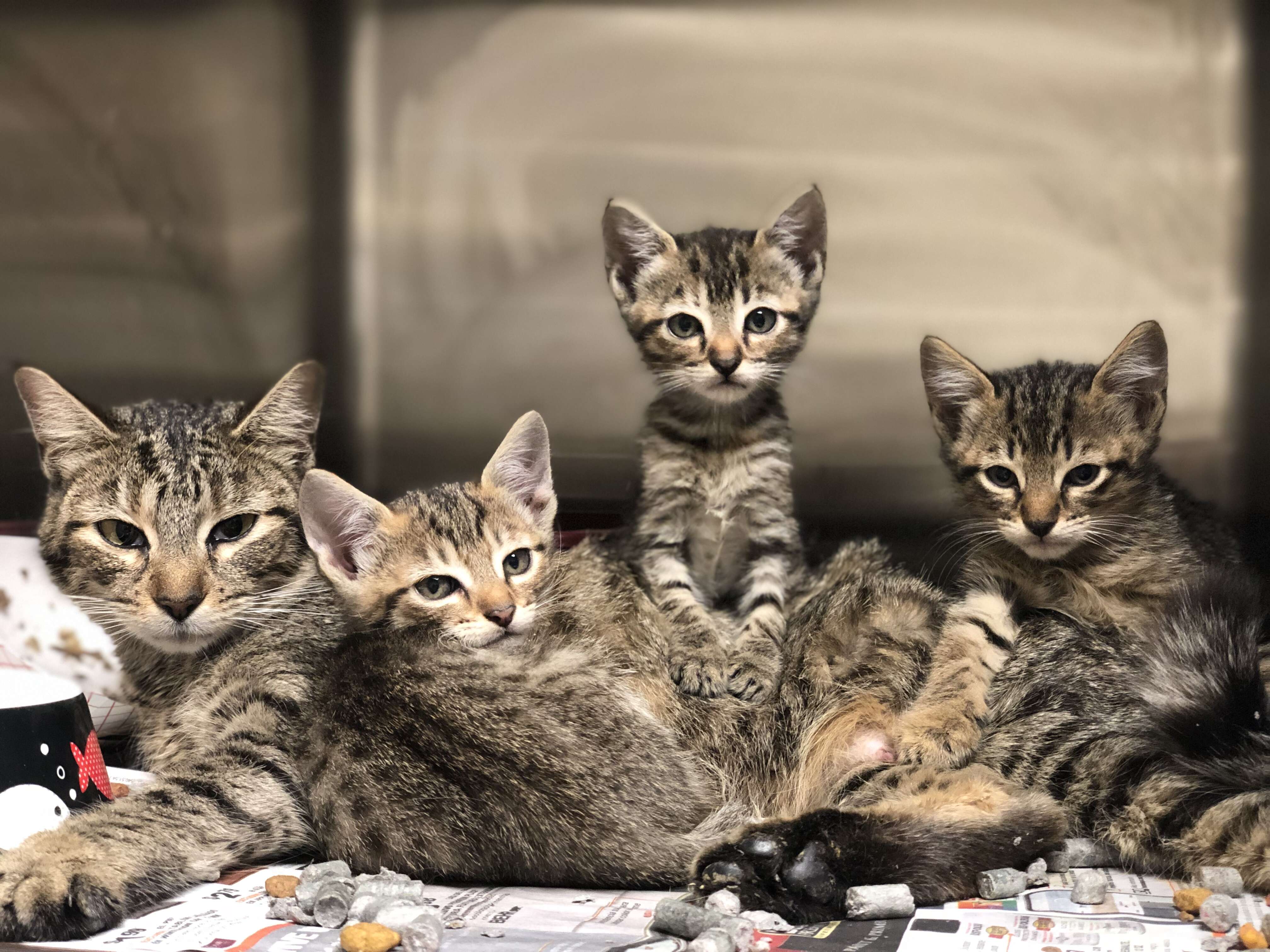 A litter of homeless kittens at the Harris County Animal Shelter