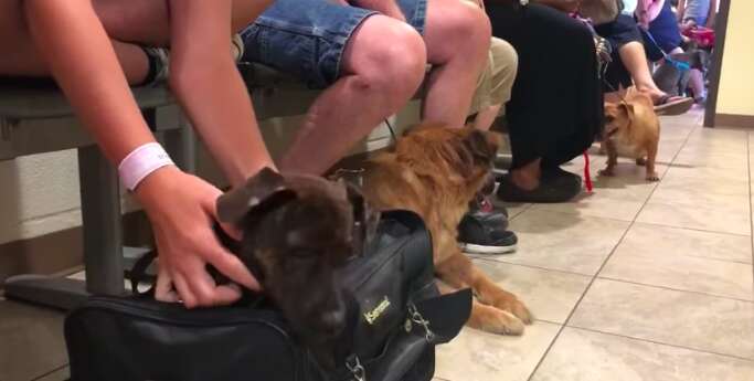 Dogs being surrendered to the Harris County Animal Shelter in Texas