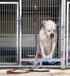 sad shelter dog