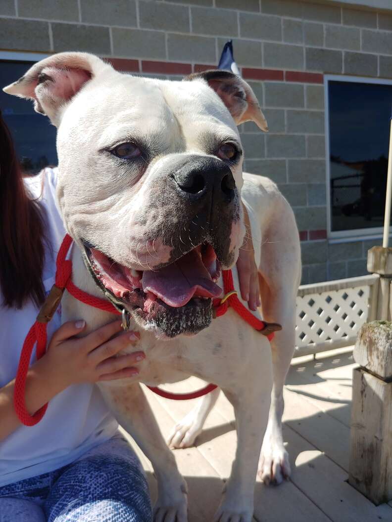 sad shelter dog