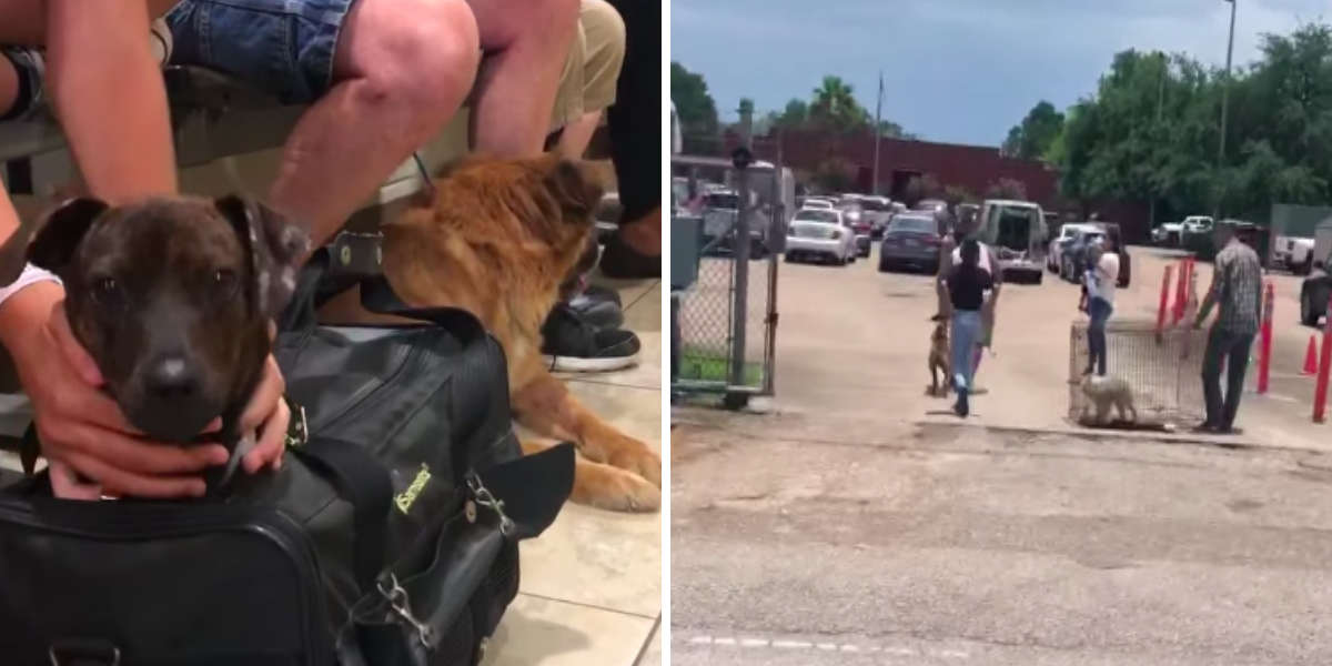 Texas Animal Shelter 'Drowning' In Dogs Surrendered By Their Owners