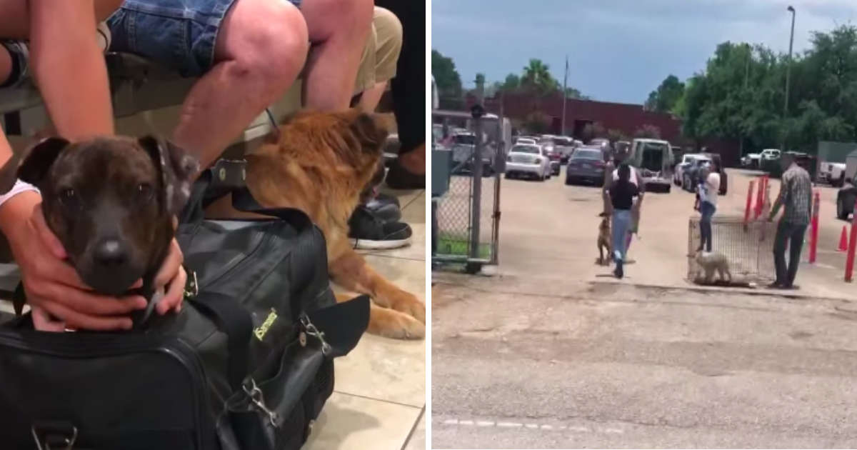 Texas Animal Shelter 'Drowning' In Dogs Surrendered By Their Owners