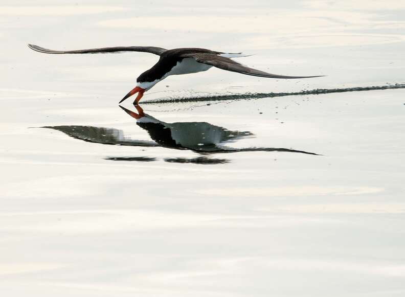 Skimmer bird fishing
