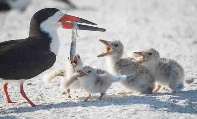 Mama Bird Spotted Trying To Feed Littered Cigarette Butt To Her Chick 