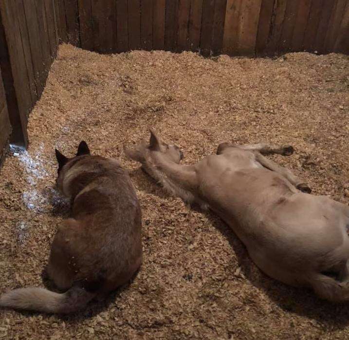 Rescue dog adopts baby horse who lost his mom