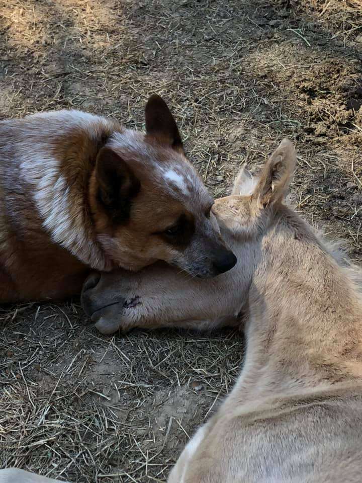 Dog snuggles baby horse