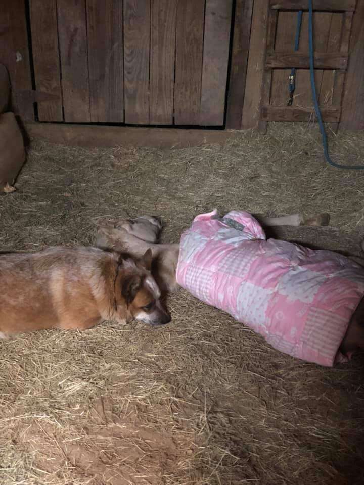 Australian Cattle Dog comforts newborn orphaned horse