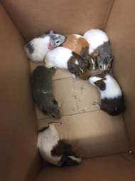 35 guinea pigs