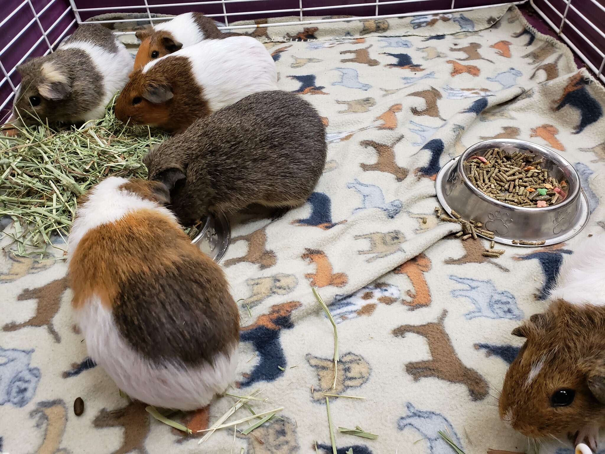 35 guinea pigs