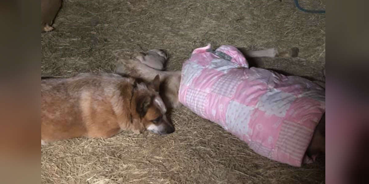 Rescue Dog Adopts Newborn Horse Who Lost His Mom - The Dodo