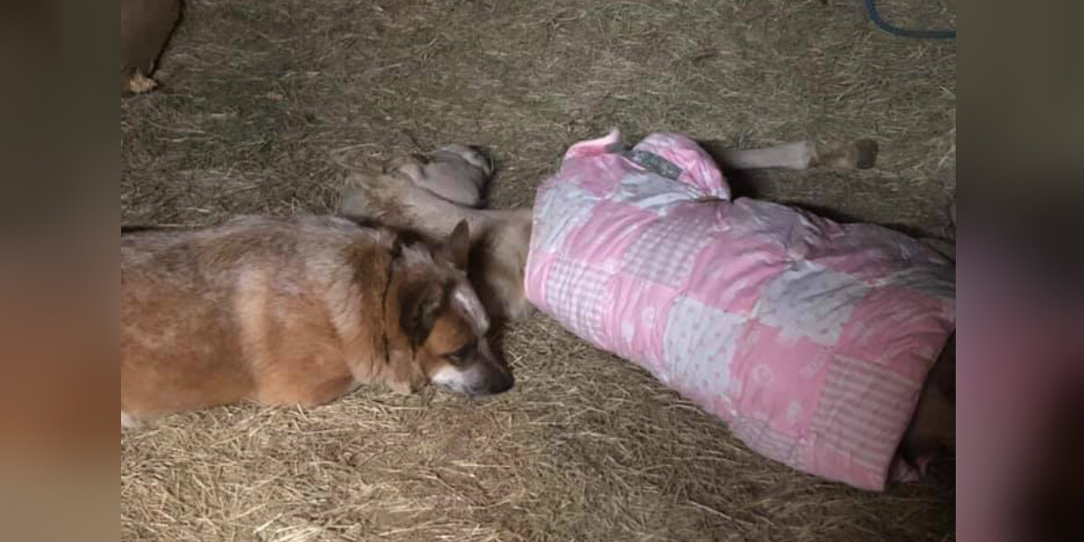 Rescue Dog Adopts Newborn Horse Who Lost His Mom - The Dodo