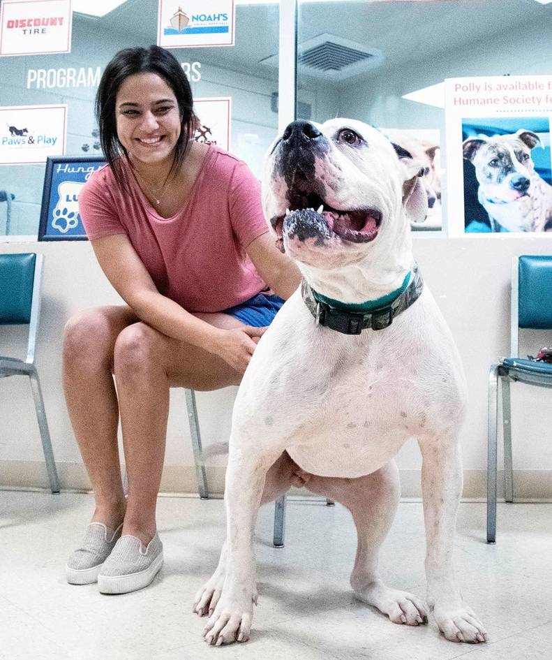 Dog Left At Shelter After Family Loses Their Home - The Dodo