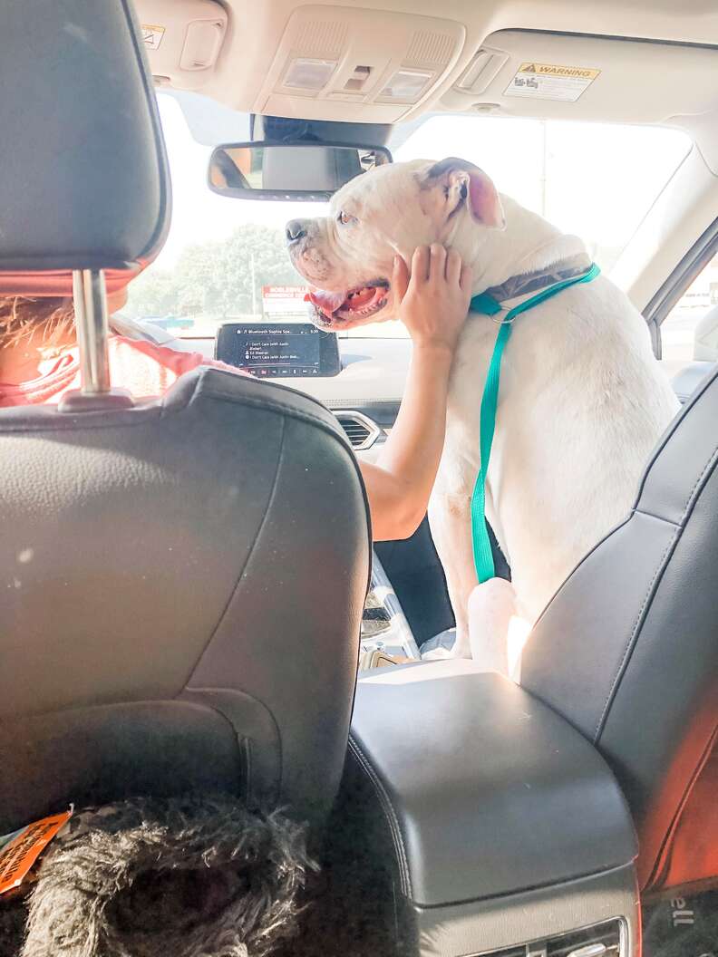 sad shelter dog
