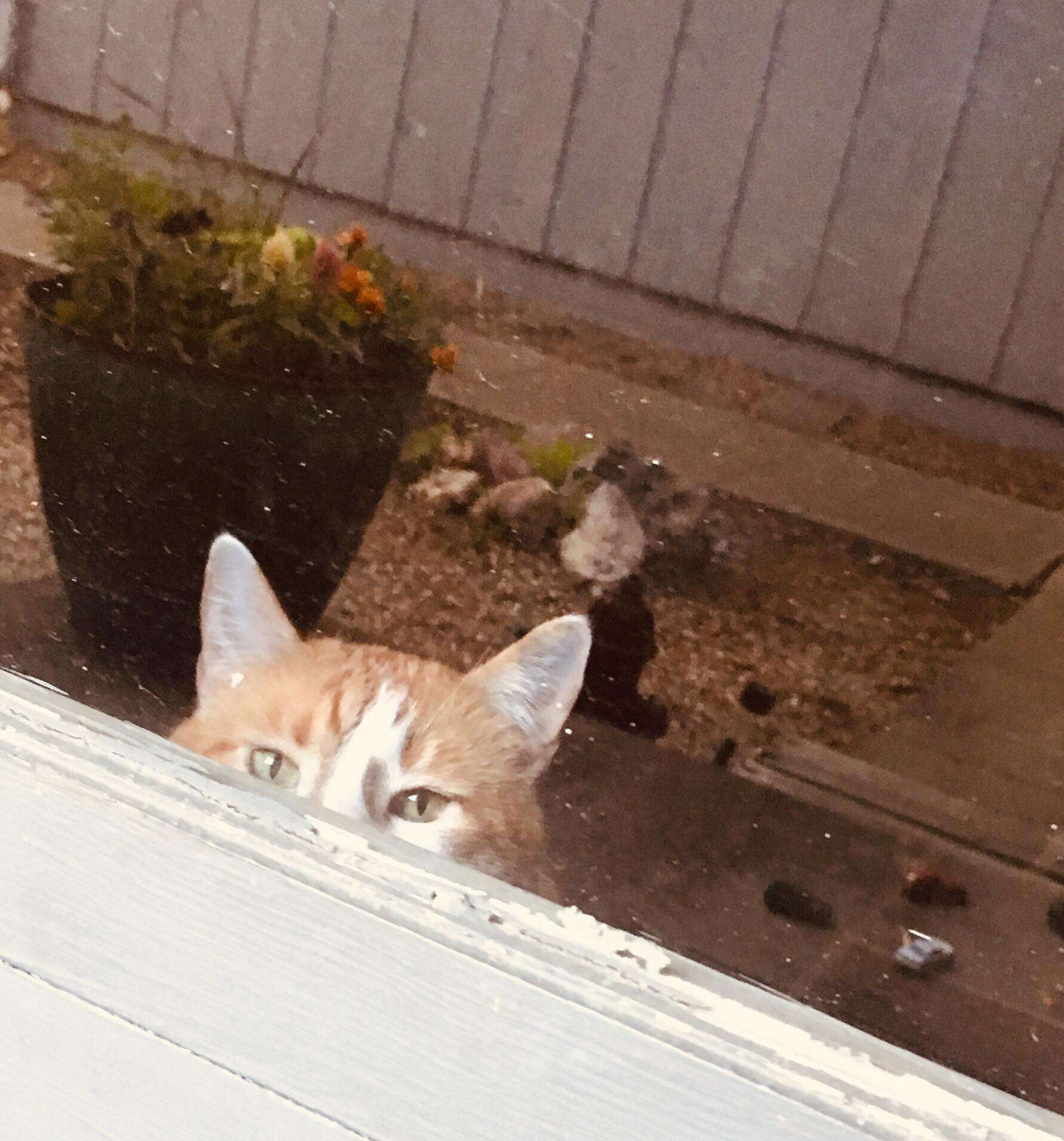 sign cat