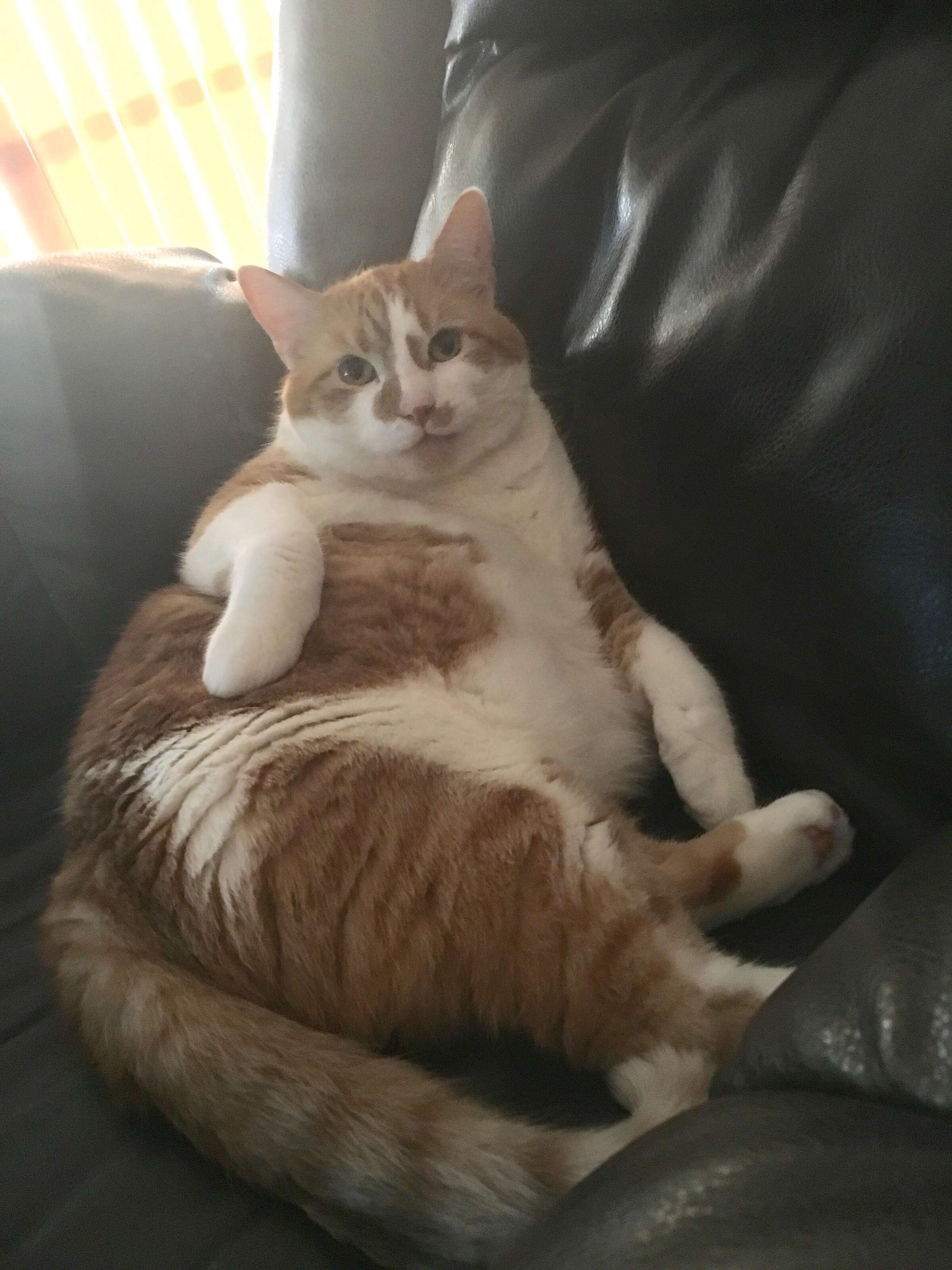 sign cat