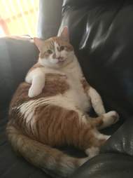 sign cat