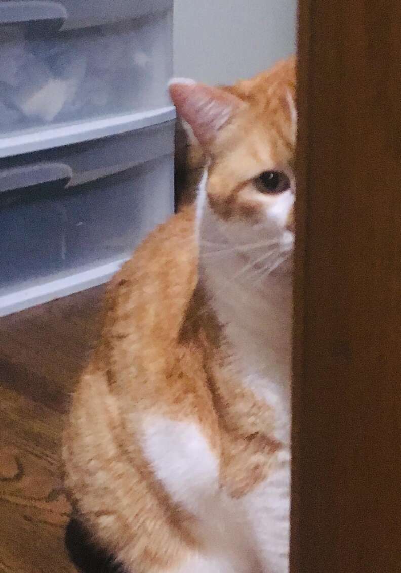 sign cat