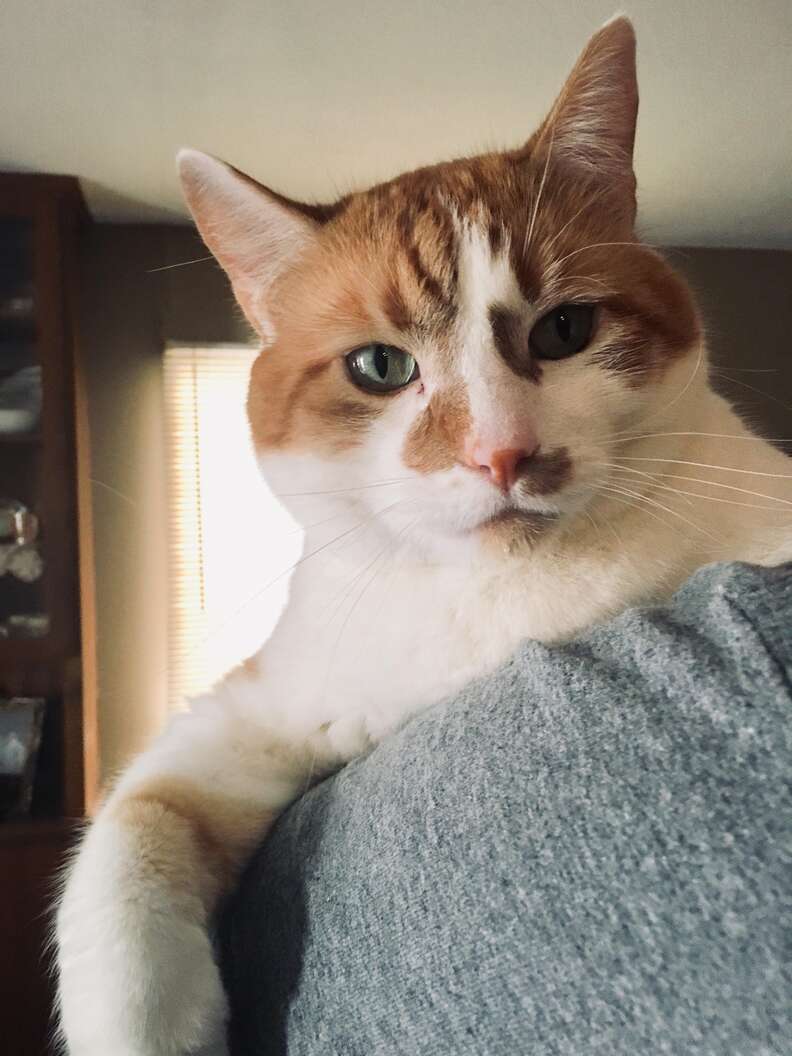 sign cat