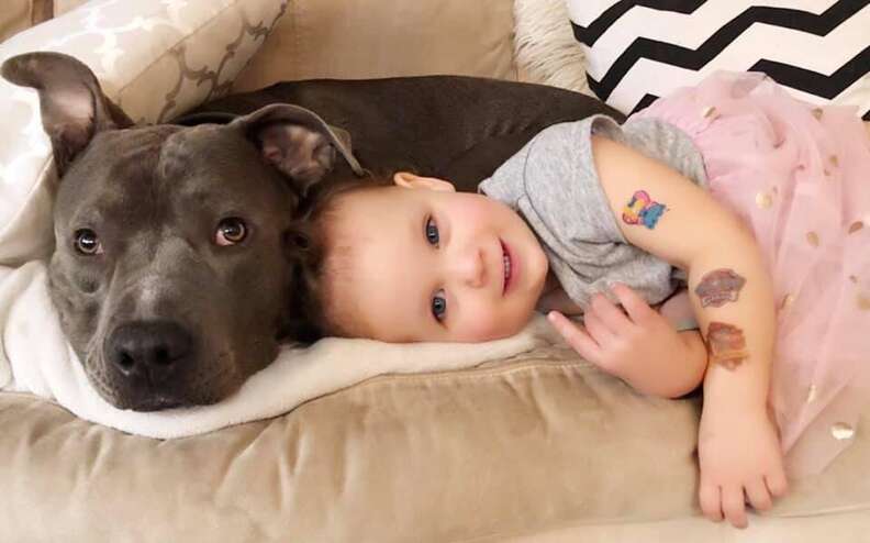 pit bull and baby