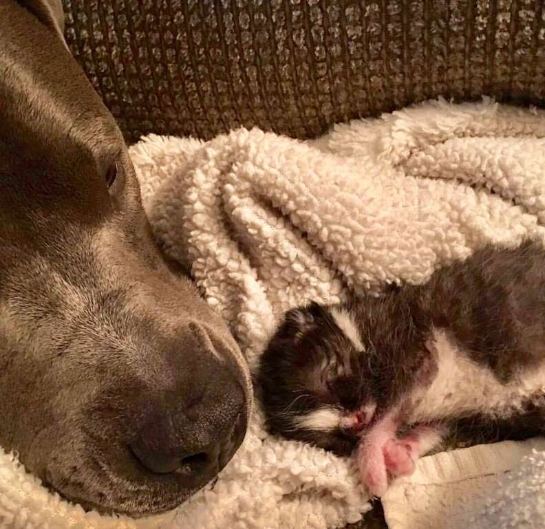 pit bull and kitten