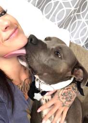 pit bull and kitten