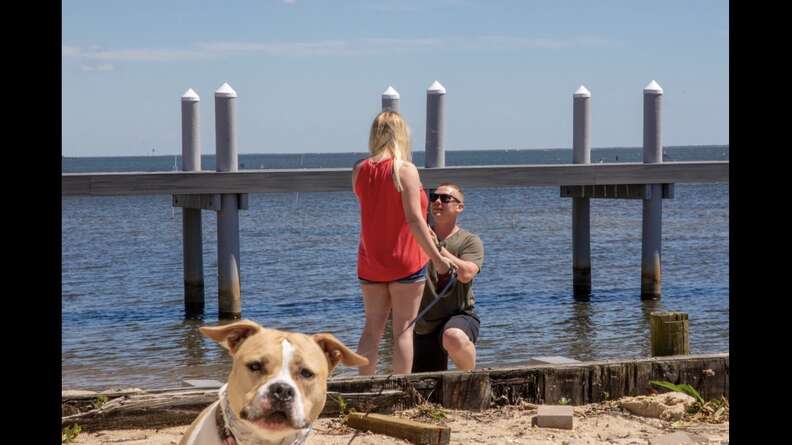 pit bull engagement