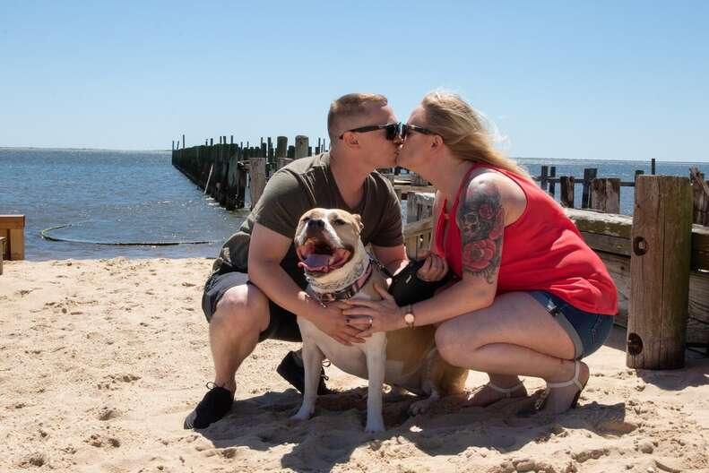 pit bull engagement