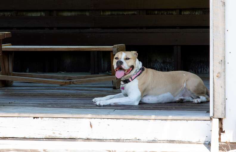 pit bull engagement