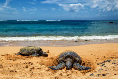 haleiwa hawaii turtles 