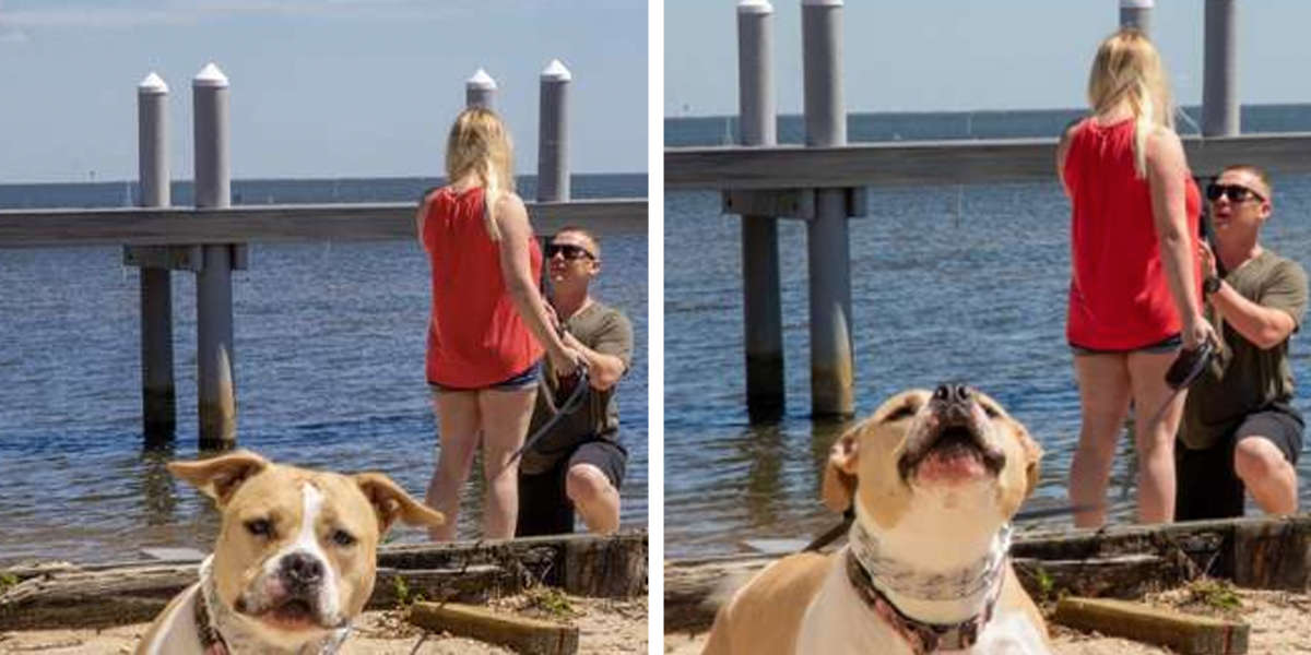 Couple Gets Engaged And Their Pit Bull Is Not Amused - The Dodo