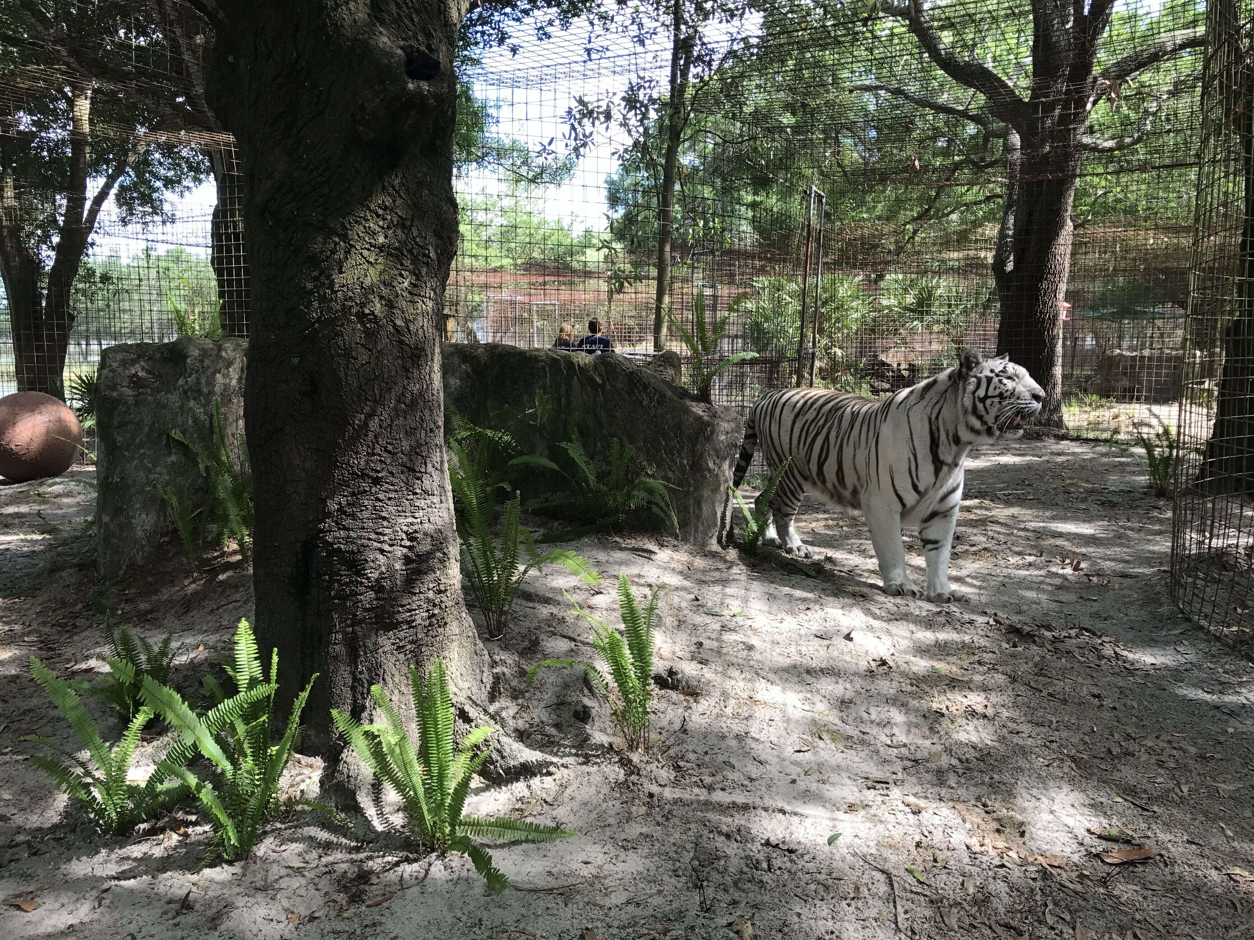 Rescued white tiger Sapphire at Florida sanctuary