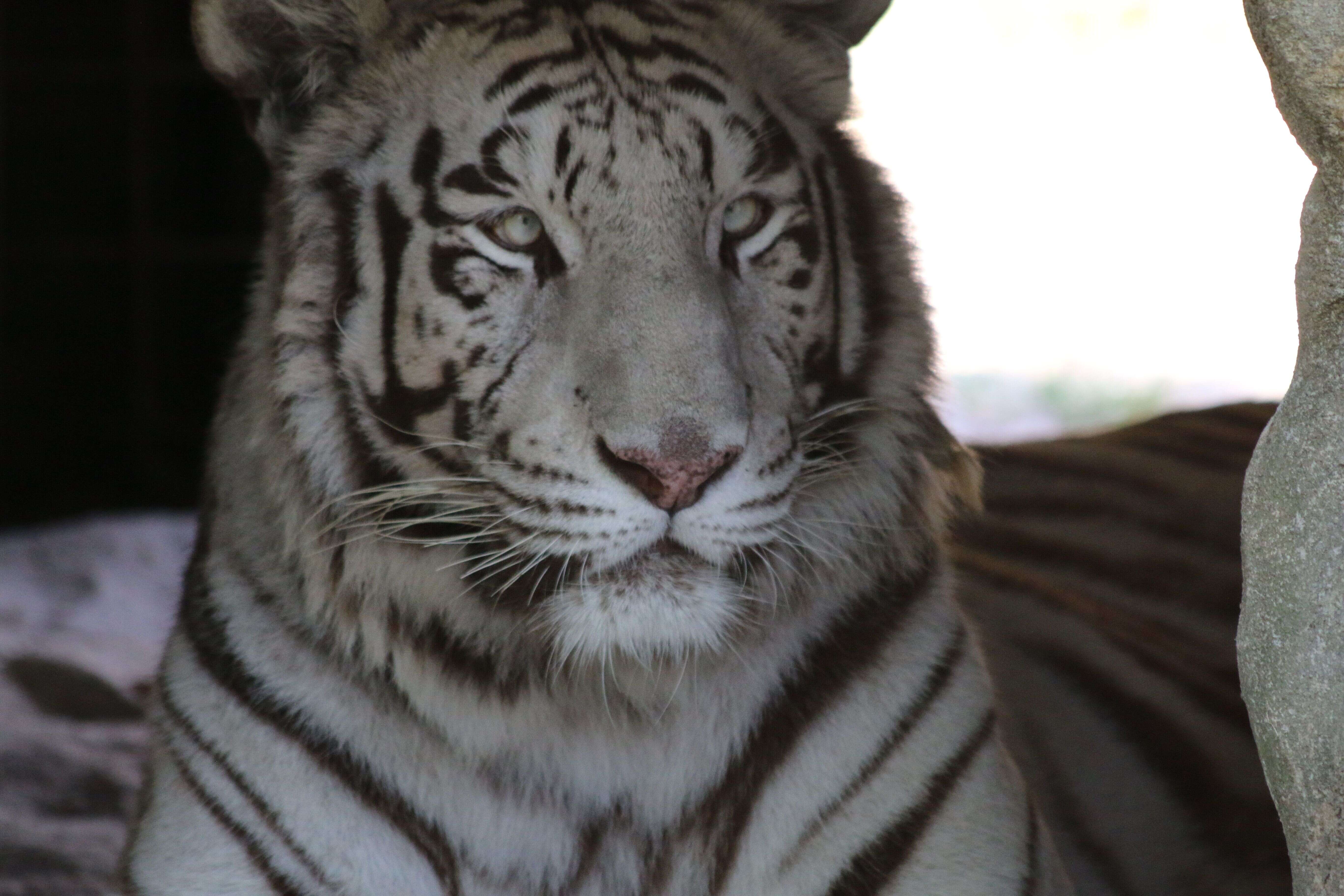 Rescued white tiger Sapphire at Florida sanctuary