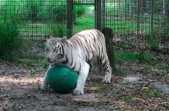 White tiger playing with toy ball at sanctuary in Florida
