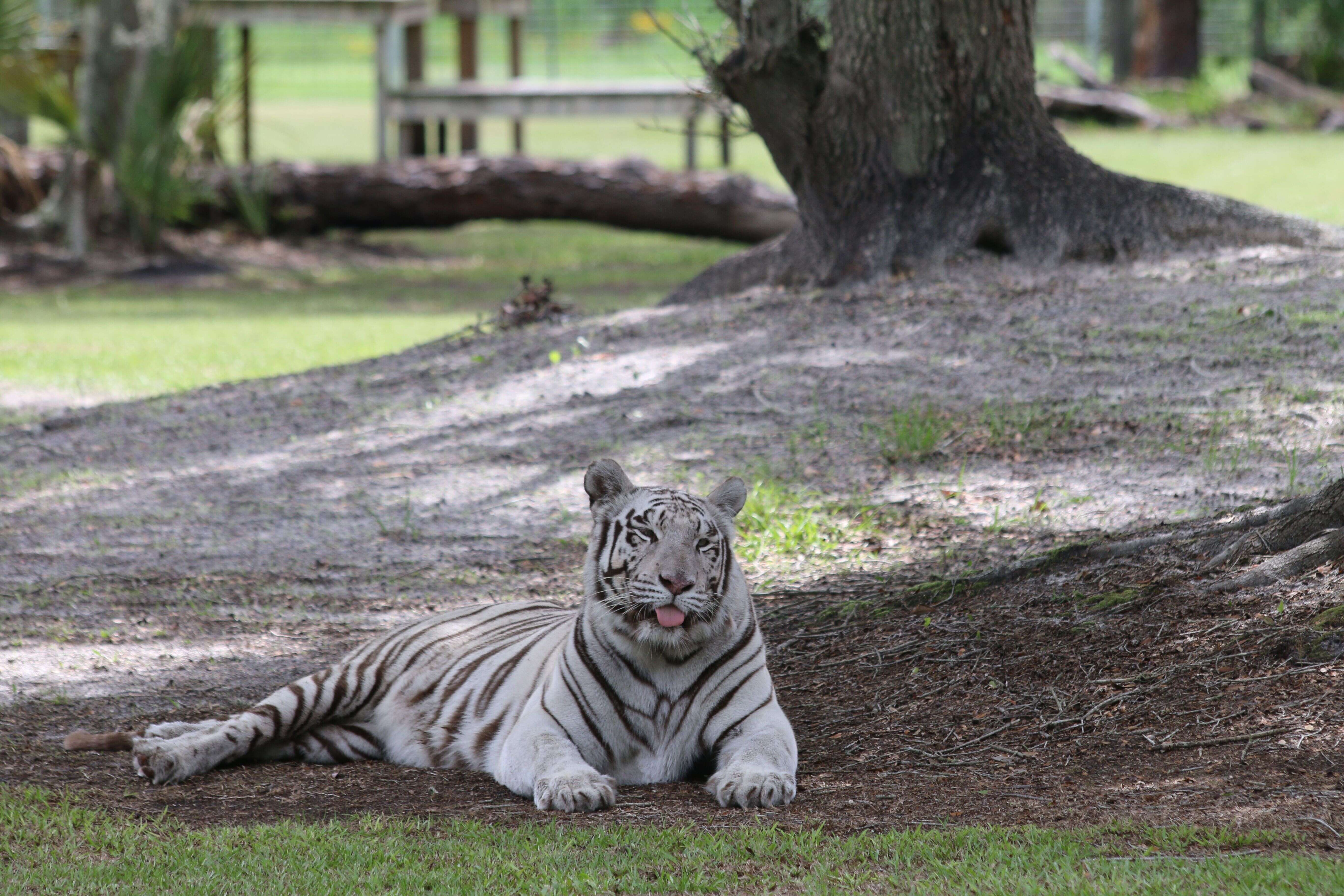 Rescued white tiger at sanctuary