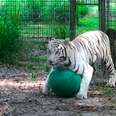 White tiger at Big Cat Rescue