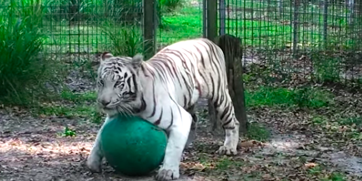 toys for tigers