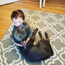 pit bull photobomb
