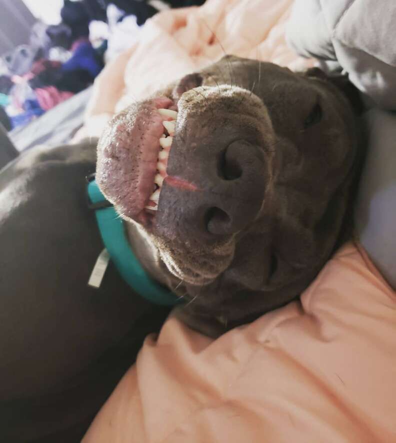 pit bull photobomb