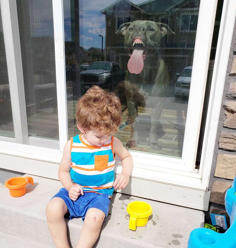 pit bull photobomb
